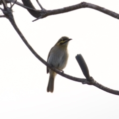 Caligavis chrysops (Yellow-faced Honeyeater) at Lake Innes, NSW - 9 Jun 2024 by KorinneM