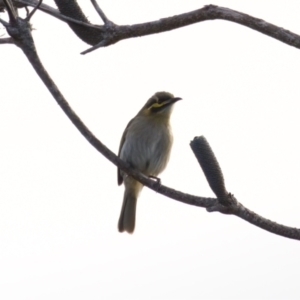 Caligavis chrysops at Lake Innes, NSW - 9 Jun 2024