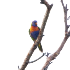 Trichoglossus moluccanus (Rainbow Lorikeet) at Lake Innes, NSW - 9 Jun 2024 by KorinneM