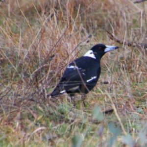 Gymnorhina tibicen at Tharwa, ACT - 10 Jul 2024 08:52 AM