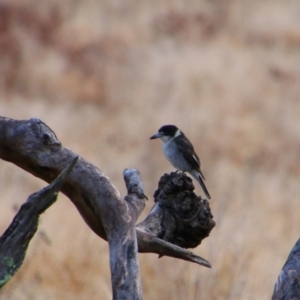 Cracticus torquatus at Tharwa, ACT - 10 Jul 2024 08:56 AM