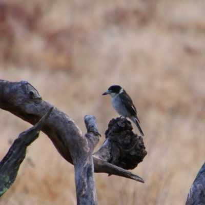 Cracticus torquatus (Grey Butcherbird) at Tharwa, ACT - 10 Jul 2024 by MB