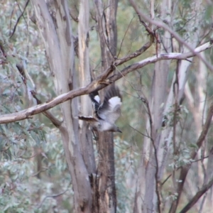 Strepera versicolor at Tharwa, ACT - 10 Jul 2024