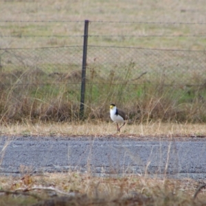 Vanellus miles at Tharwa, ACT - 10 Jul 2024