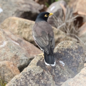 Acridotheres tristis at Strathnairn, ACT - 5 Jul 2024 02:32 PM