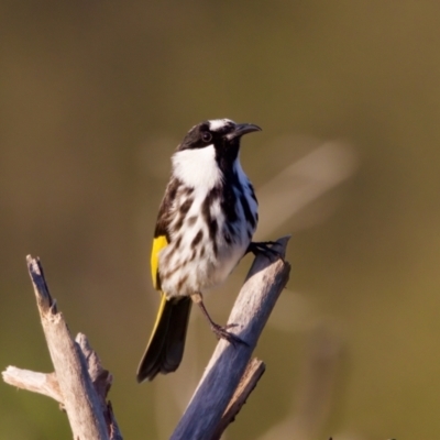 Phylidonyris niger (White-cheeked Honeyeater) at Lake Innes, NSW - 9 Jun 2024 by KorinneM