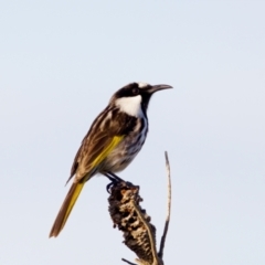 Phylidonyris niger at Lake Innes, NSW - 9 Jun 2024 04:01 PM