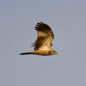 Haliastur sphenurus at Lake Innes, NSW - 9 Jun 2024