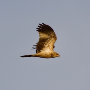 Haliastur sphenurus (Whistling Kite) at Lake Innes, NSW by KorinneM