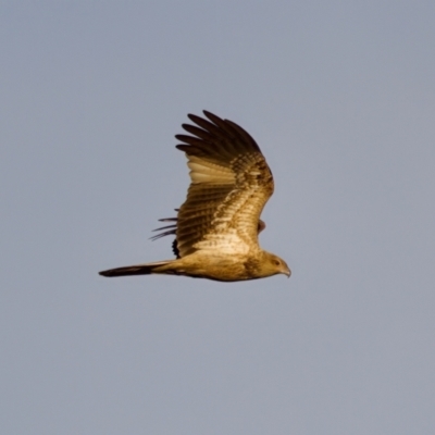 Haliastur sphenurus (Whistling Kite) at Lake Innes, NSW - 9 Jun 2024 by KorinneM