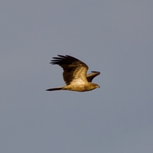 Haliastur sphenurus at Lake Innes, NSW - 9 Jun 2024