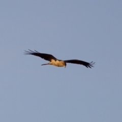 Haliastur sphenurus at Lake Innes, NSW - 9 Jun 2024