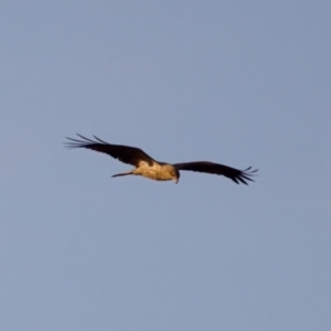 Haliastur sphenurus at Lake Innes, NSW - 9 Jun 2024