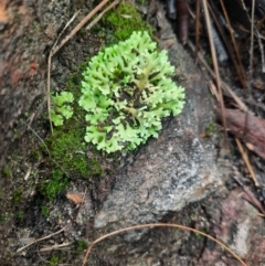 Cladia muelleri at Tharwa, ACT - 9 Jul 2024 by MB