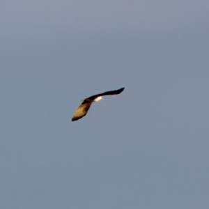 Haliastur indus (Brahminy Kite) at Lake Innes, NSW by KorinneM
