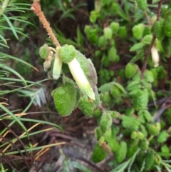 Correa reflexa (Common Correa, Native Fuchsia) at Tharwa, ACT - 10 Jul 2024 by MB