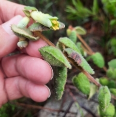 Correa reflexa at Tharwa, ACT - 10 Jul 2024