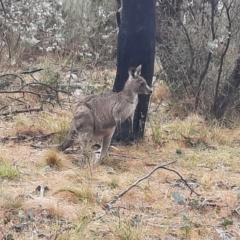 Macropus giganteus (Eastern Grey Kangaroo) at Tharwa, ACT - 10 Jul 2024 by MB