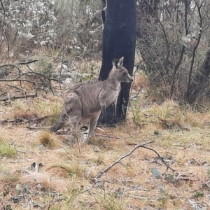 Macropus giganteus at Tharwa, ACT - 10 Jul 2024