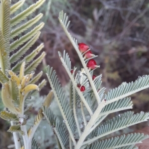 Austroacacidiplosis botrycephalae at Tharwa, ACT - 10 Jul 2024