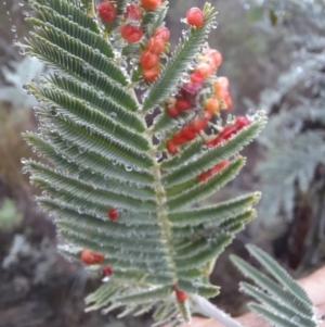 Austroacacidiplosis botrycephalae at Tharwa, ACT - 10 Jul 2024