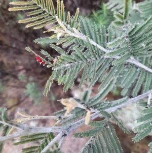 Austroacacidiplosis botrycephalae at Tharwa, ACT - 10 Jul 2024