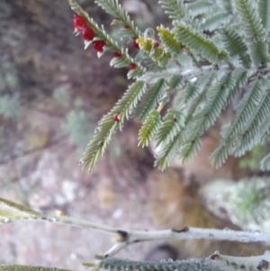 Austroacacidiplosis botrycephalae at Tharwa, ACT - 10 Jul 2024