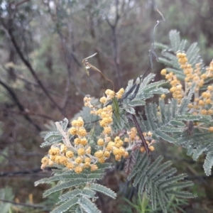 Acacia dealbata at Tharwa, ACT - 10 Jul 2024