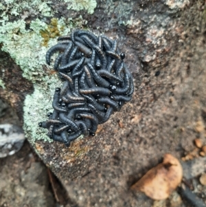 Perginae sp. (subfamily) at Tharwa, ACT - 10 Jul 2024