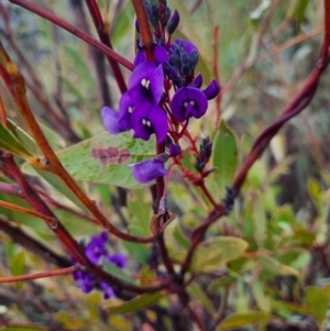 Hardenbergia violacea at Tharwa, ACT - 8 Jul 2024