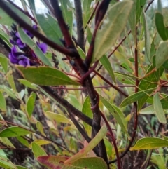 Hardenbergia violacea at Tharwa, ACT - 8 Jul 2024 10:21 AM