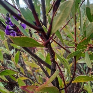 Hardenbergia violacea at Tharwa, ACT - 8 Jul 2024