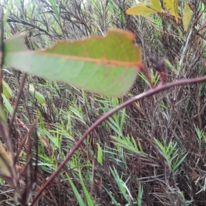 Hardenbergia violacea at Tharwa, ACT - 8 Jul 2024