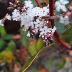 Styphelia attenuatus (Small-leaved Beard Heath) at Tharwa, ACT - 8 Jul 2024 by MB