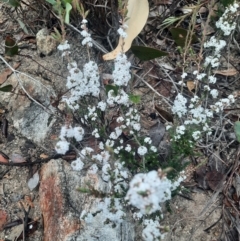 Styphelia attenuatus at Tharwa, ACT - 8 Jul 2024