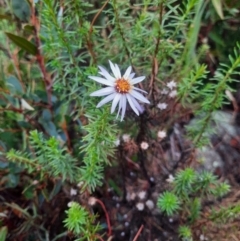 Olearia tenuifolia (Narrow-leaved Daisybush) at Tharwa, ACT - 7 Jul 2024 by MB