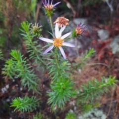 Olearia tenuifolia at Tharwa, ACT - 8 Jul 2024 09:32 AM