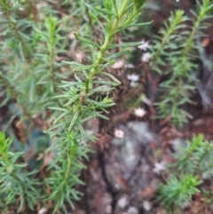 Olearia tenuifolia at Tharwa, ACT - 8 Jul 2024 09:32 AM