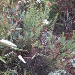 Olearia tenuifolia at Tharwa, ACT - 8 Jul 2024 09:32 AM