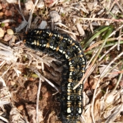 Apina callisto (Pasture Day Moth) at Hall, ACT - 10 Jul 2024 by Anna123