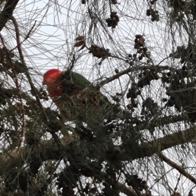 Alisterus scapularis (Australian King-Parrot) at Isaacs, ACT - 10 Jul 2024 by Mike