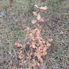 Quercus sp. (Oak) at Fadden, ACT - 10 Jul 2024 by Mike