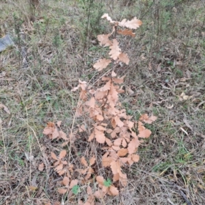 Quercus sp. at Fadden, ACT - 10 Jul 2024