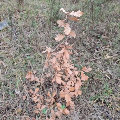 Quercus sp. (Oak) at Fadden, ACT - 10 Jul 2024 by Mike