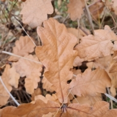 Quercus sp. at Fadden, ACT - 10 Jul 2024