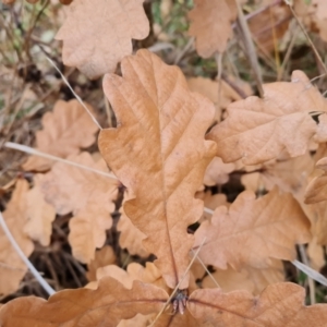 Quercus sp. at Fadden, ACT - 10 Jul 2024