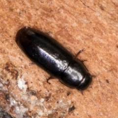 Adelotopus sp. (genus) (Adelotopus ground beetle) at Bruce, ACT - 10 Jul 2024 by kasiaaus