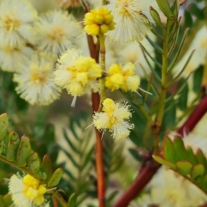 Acacia terminalis at Fadden, ACT - 10 Jul 2024 03:29 PM