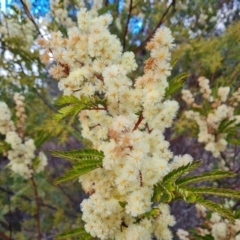 Acacia terminalis at Fadden, ACT - 10 Jul 2024