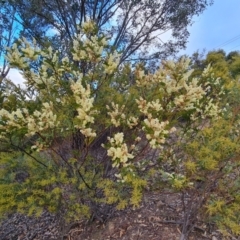 Acacia terminalis at Fadden, ACT - 10 Jul 2024